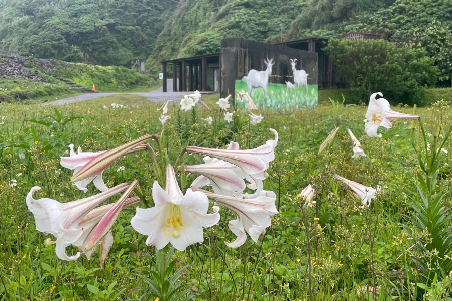 百合花